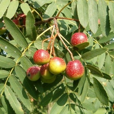 Sorbus domestica